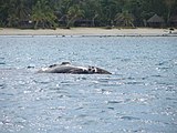 Rare southern right whale at Île Sainte-Marie.