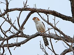 Azijinis mažasis sakalas (Neohierax insignis) - Falconinae pošeimis.