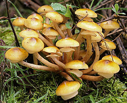 Armillaria mellea