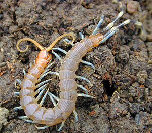 Scolopendra sp.