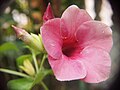 Allamanda blanchetii