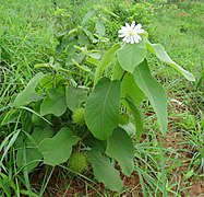 Buchnerodendron lasiocalyx.