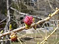 Larix decidua - floro