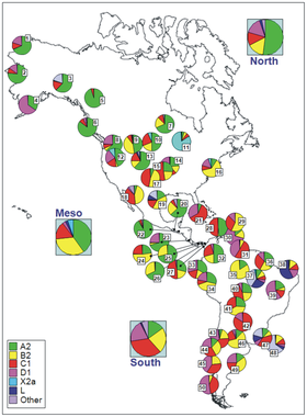 Codes for populations are as follow: North America: 1 = Chukchy, 2 = Eskimos; 3 = Inuit (collected from the HvrBase database; 4 = Aleuts; 5 = Athapaskan; 6 = Haida; 7 = Apache, 8 = Bella Coola; 9 = Navajo; 10 = Sioux, 11 = Chippewa, 12 = Nuu-Chah-Nult; 13 = Cheyenne; 14 = Muskogean populations; 15 = Cheyenne-Arapaho; 16 = Yakima; 17 = Stillwell Cherokee; Meso-America: 18 = Pima; 19 = Mexico; 20 = Quiche; 21 = Cuba; 22 = El Salvador; 23 = Huetar; 24 = Emberá; 25 = Kuna; 26 = Ngöbé; 27 = Wounan; South America: 28 = Guahibo; 29 = Yanomamo from Venezuela; 30 = Gaviao; 31 = Yanomamo from Venezuela and Brazil; 32 = Colombia; 33 = Ecuador (general population), 34 = Cayapa; 35 = Xavante; 36 = North Brazil; 37 = Brazil; 38 = Curiau; 39 = Zoró; 40 = Ignaciano, 41 = Yuracare; 42 = Ayoreo; 43 = Araucarians; 44 = Pehuenche, 45 = Mapuche from Chile; 46 = Coyas; 47 = Tacuarembó; 48 = Uruguay; 49 = Mapuches from Argentina; 50 = Yaghan