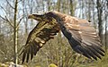 El águila calva (Haliaeetus leucocephalus), también conocida como águila americana, águila de cabeza blanca, pigargo americano o pigargo de cabeza blanca, es una especie de ave falconiforme de la familia Accipitridae que habita en América del Norte, famosa por ser el símbolo nacional de Estados Unidos. Aparece en el Escudo Nacional de ese país. Esta especie estuvo a punto de extinguirse en EE. UU. a fines del siglo XX, pero su población se ha estabilizado y lleva camino de eliminarse de la lista de especies en peligro del Gobierno de los Estados Unidos. Por commons:User:Michael Gäbler.