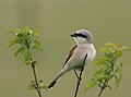 Neuntöter (Lanius collurio) ♂