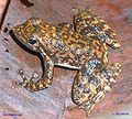 Image 3Black torrent frog Micrixalus saxicola Ranidae India (from Torrent frog)