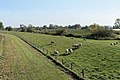 Dijk met schapen langs de Jümme (Duitsland)