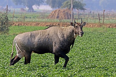 Nilgai Boselaphus tragocamelus ♂ India