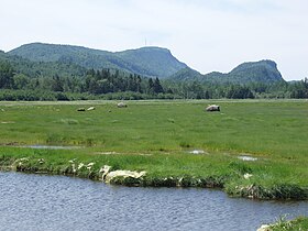 Le pic Champlain vu depuis le nord-est, avec le marais de la Pointe-aux-Épinettes en avant-plan.