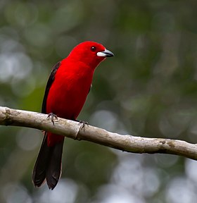 Fotografia de um tiê-sangue (Ramphocelus bresilius) macho, em Cananéia, São Paulo.