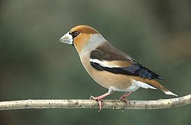 Coccothraustes coccothraustes, um dos bicos grossos Holártico]