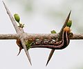 Cephonodes hylas larvae on Catunaregam spinosa in Hyderabad, India