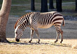 Grévy's zebra (Equus grevyi)