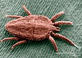 Flat mite, Brevipalpus phoenicis