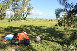 Ile Coco St Brandon Cargados Carajos Vegetation