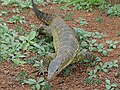 Varan du Nil (Parc national de la Pendjari, Bénin)