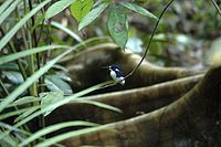 Little Kingfisher