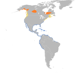 Área de distribución de L. griseus En alaranxado: área de reprodución En amarelo: migración En azul: área de invernada