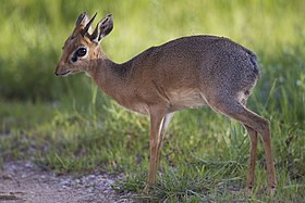 Dik-dik-de-kirk no Parque Nacional de Etosha, Namíbia