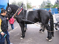 Un cheval noir harnaché et attelé est tenu en main de profil.