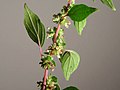 Parietaria judaica flowers