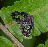 Ricanoptera fenestrata, Indonesia