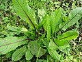 Rumex sanguineus