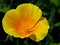 California poppy