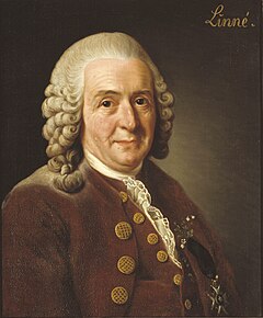 Carolus Linnaeus