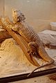 enlanda barba agamo (Pogona vitticeps)