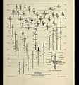 Classificacion deis espasas europèas entre lei sègles XI e XIX publicada en 1920