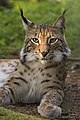 The Eurasian Lynx.