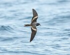 Markham's storm petrel