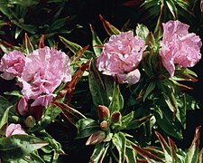 'Cattleya'.