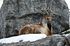 A Markhor goat