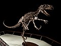 A Utahraptor csontvázának másolata