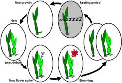 Annual life cycle of sympodially growing orchids with dormancy after blooming, e.g., Cycnoches ventricosum, Dendrobium nobile, or Laelia