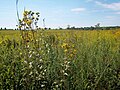 Image 42Plants of the Midewin National Tallgrass Prairie in Will County. Tallgrass prairie once covered around two-thirds of Illinois. Midewin is the only federal tallgrass prairie preserve east of the Mississippi River. Photo credit: User:Alanscottwalker (from Portal:Illinois/Selected picture)