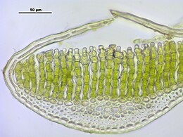 Polytrichum strictum dwarsdoorsnede van het blad met lamellen op de bladnerf