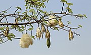 Tak van een Zijdeboom (Ceiba speciosa) met rijpe en open vruchten