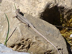 Lézard au Cirque de Gavarnie (peut-être Lézard vivipare, Zootoca vivipara).