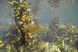 Floresta de kelp (Ochrophyta)