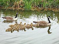 Geese and goslings on an English canal, showing formation