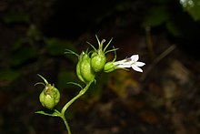 Vruchten van de blaaslobelia met opgeblazen bloembodem