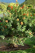 Large shrub