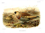 Madagascan sandgrouse