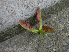 Un grup neobișnuită de trei samare de paltin de munte (Acer pseudoplatanus. (În mod obișnuit sunt în perechi)