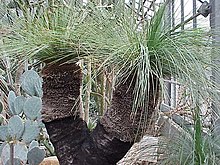 Preissi heinpuu (Xanthorrhoea preissii)