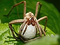 Lovčík hajní (Pisaura mirabilis), samice